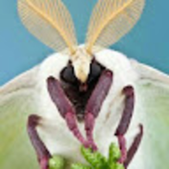 elfenhonest